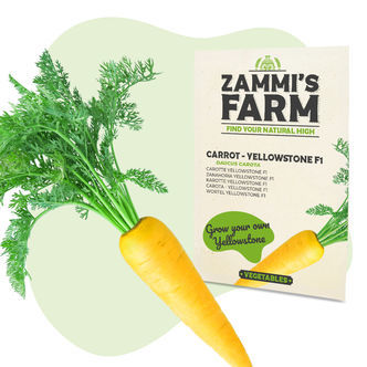 Sementes de Cenoura Yellowstone F1 (Daucus carota)