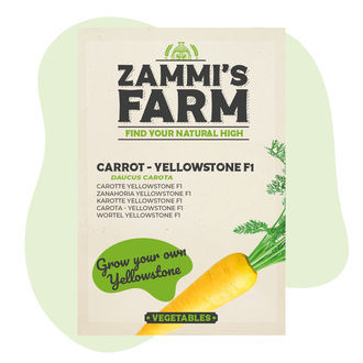Sementes de Cenoura Yellowstone F1 (Daucus carota)