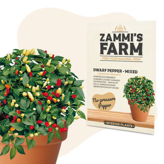 Sementes de Pimento Anão 'Mistura' (Capsicum annuum)