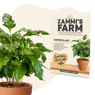 Sementes de Cafeeiro (Coffea arabica nana)