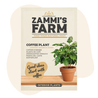 Sementes de Cafeeiro (Coffea arabica nana)