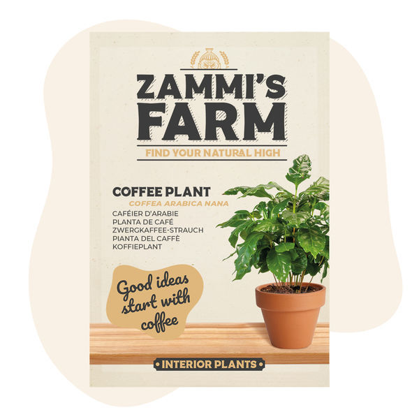 Sementes de Cafeeiro (Coffea arabica nana)