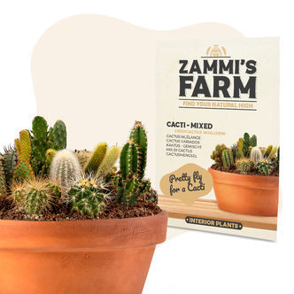 Cacti Mix (Ferocactus wislizeni) sementes