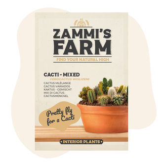 Sementes de cacto (Ferocactus wislizeni)