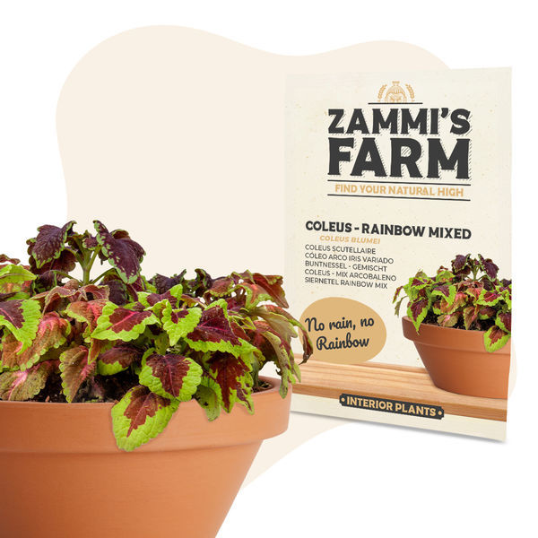 Sementes de Coleus – Mistura Arco-Íris (Coleus blumei)