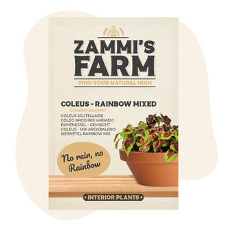 Sementes de Coleus – Mistura Arco-Íris (Coleus blumei)
