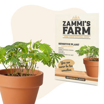 Sementes de Mimosa pudica (Dormideira)