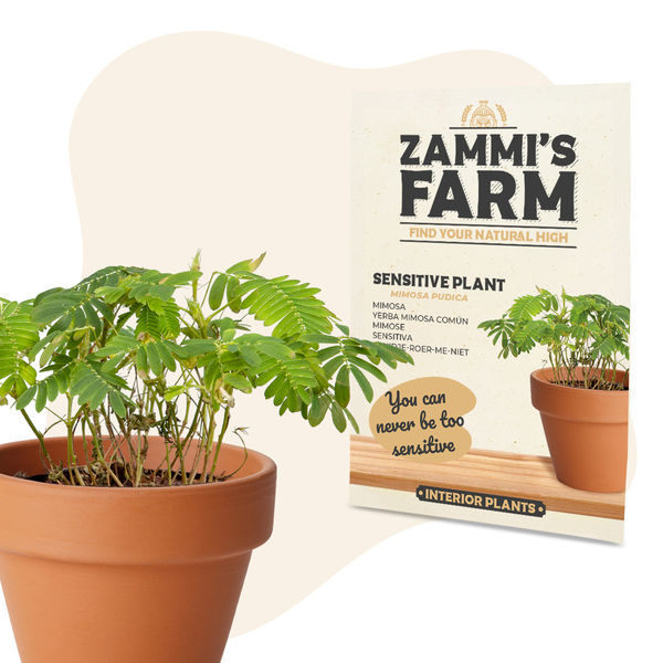 Sementes de Mimosa pudica (Dormideira)