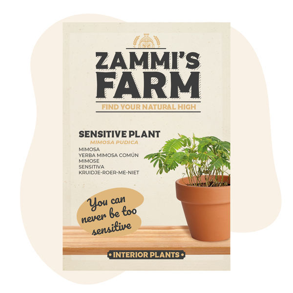 Sementes de Mimosa pudica (Dormideira)