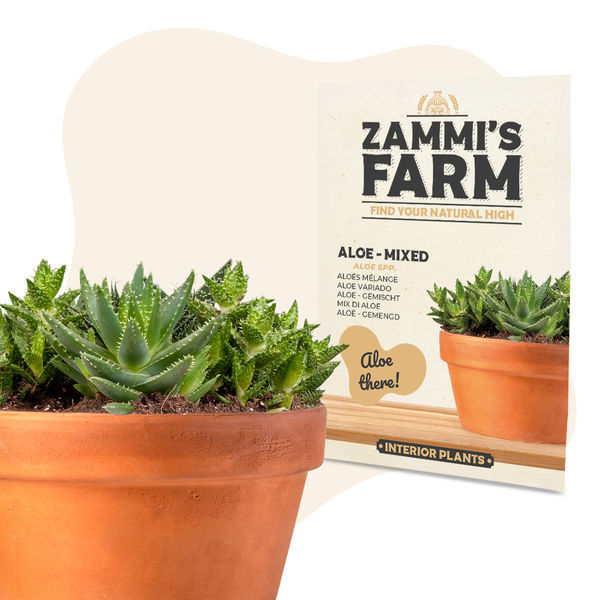 Aloe – Mistura (Aloe spp.) Sementes