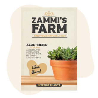 Aloe – Mistura (Aloe spp.) Sementes