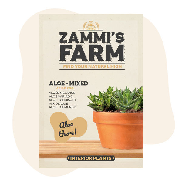 Aloe – Mistura (Aloe spp.) Sementes