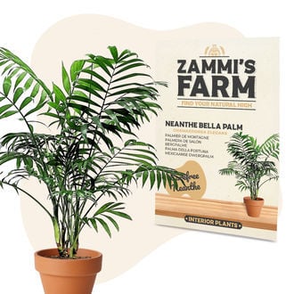 Sementes de Neanthe Bella Palm (Chamaedorea elegans)