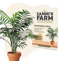 Sementes de Neanthe Bella Palm (Chamaedorea elegans)
