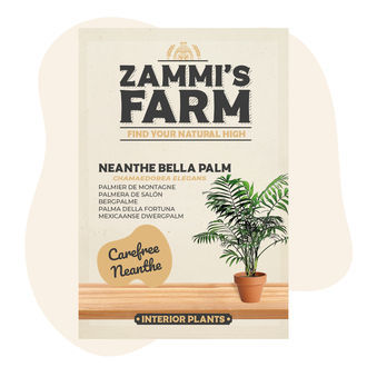 Sementes de Neanthe Bella Palm (Chamaedorea elegans)