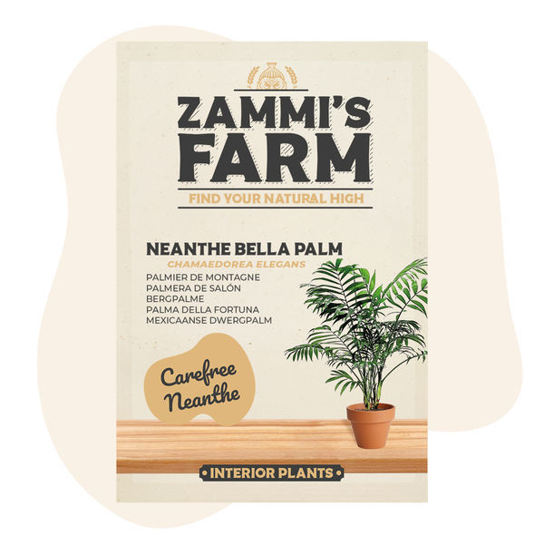 Sementes de Neanthe Bella Palm (Chamaedorea elegans)