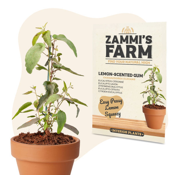 Sementes de eucalipto-citrino (Eucalyptus citriodora)