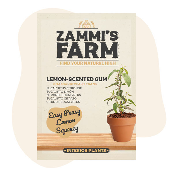 Sementes de eucalipto-citrino (Eucalyptus citriodora)