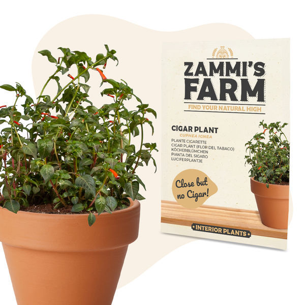 Sementes de Cuphea ignea (planta charuto)