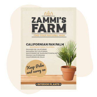 Sementes de palmeira-leque-da-califórnia (Washingtonia filifera)