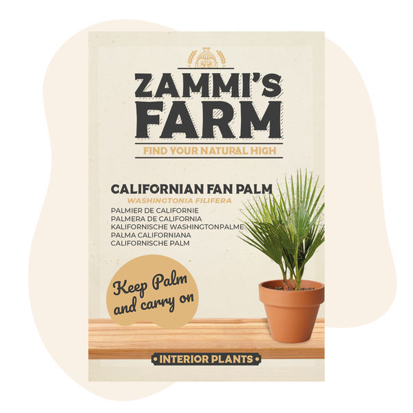 Sementes de palmeira-leque-da-califórnia (Washingtonia filifera)