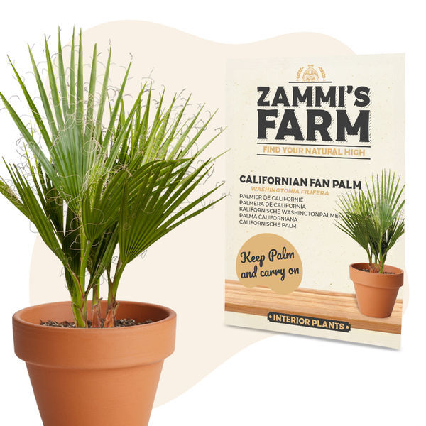 Sementes de palmeira-leque-da-califórnia (Washingtonia filifera)