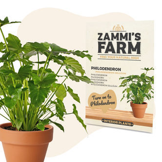 Sementes de filodendro (Philodendron selloum)