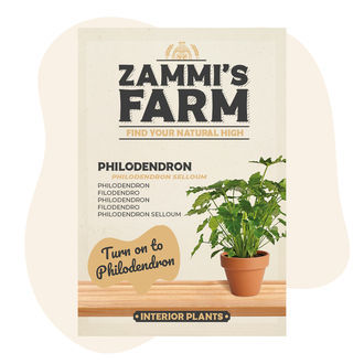 Sementes de filodendro (Philodendron selloum)