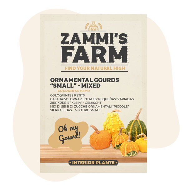 Mistura de sementes de pequenas cabaças ornamentais