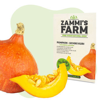 Sementes de abóbora Uchiki Kuri (Cucurbita maxima)