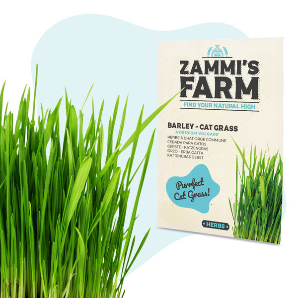 Sementes de cevada – Erva para gatos (Hordeum vulgare)