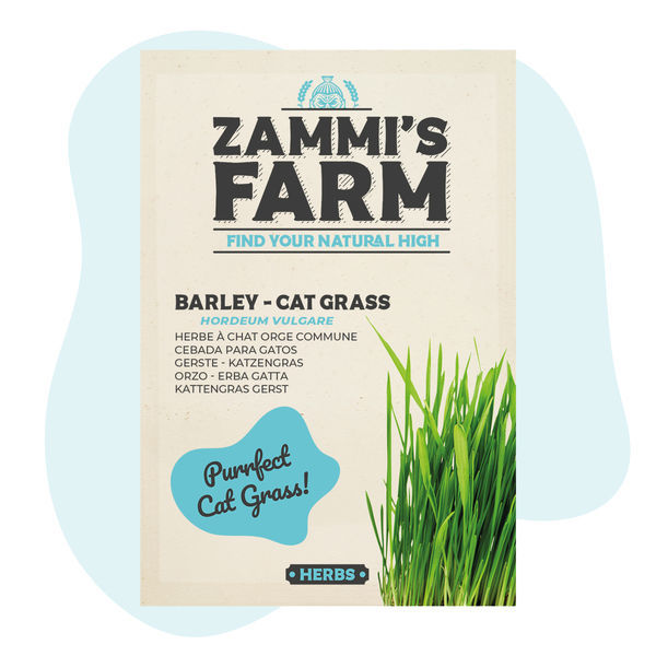 Sementes de cevada – Erva para gatos (Hordeum vulgare)