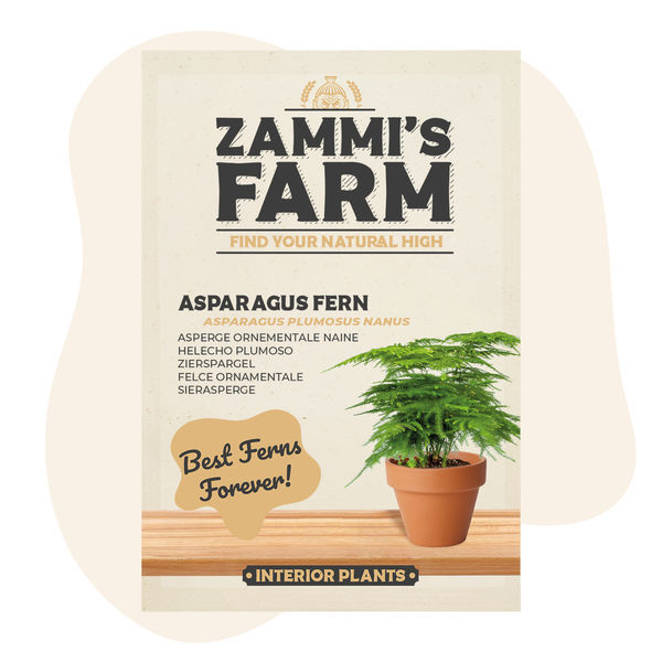 Sementes de espargo-pluma (Asparagus plumosus Nanus)