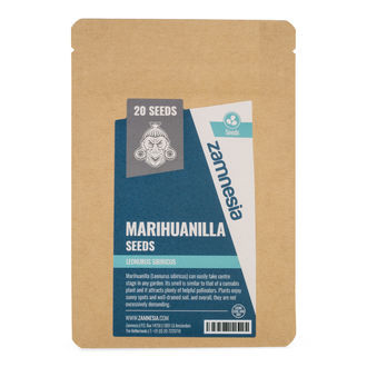 Sementes de Marihuanilla (Leonurus sibiricus)