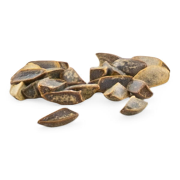 Sementes de Wild Dagga (Leonotis leonurus)