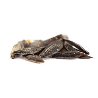 Sementes de alface-selvagem (Lactuca virosa)