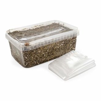 Kit de substrato esterilizado