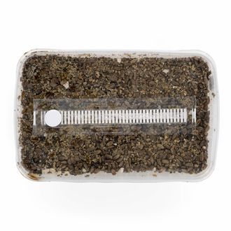 Kit de substrato esterilizado