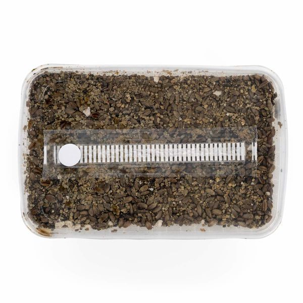 Kit de substrato esterilizado