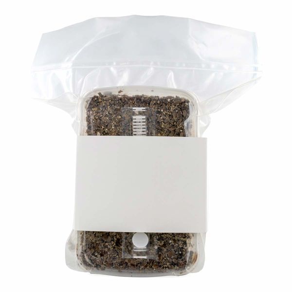 Kit de substrato esterilizado