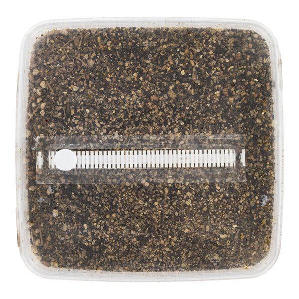 Kit de substrato esterilizado