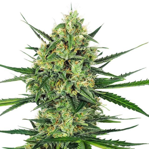 Tangerine Sugar (Sensi Seeds) feminizada