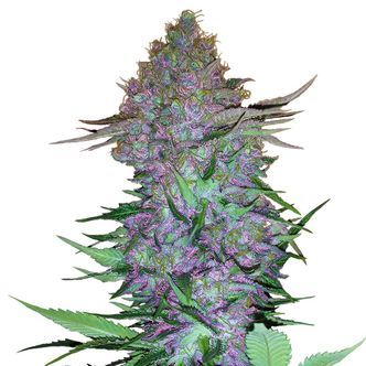 Purple Skunk Autoflower (Sensi Seeds) feminizada