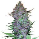 Purple Skunk Autoflower (Sensi Seeds) feminizada