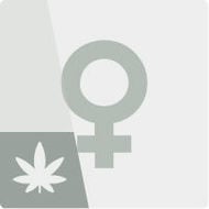 Sementes de canábis feminizadas