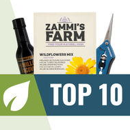 As 10 melhores sementes para plantar