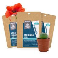 Sementes de Plantas Psicoativas