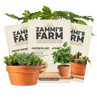 Sementes para plantas de interior