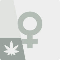 Sementes de canábis feminizadas