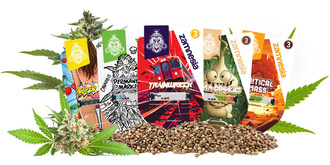 Top 10 sementes Zamnesia